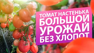 ТОМАТ НАСТЕНЬКА. БОЛЬШОЙ УРОЖАЙ БЕЗ ХЛОПОТ