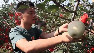 10月烟台人都忙这件事，小闹回农村帮父母摘苹果袋，今年苹果真大