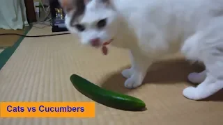 Cats Scared of Cucumbers  🐱 |  Cats vs Cucumbers | Funny Cats