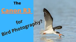 Canon R3  for Bird  Photography