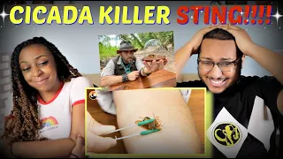 Brave Wilderness "Stung By A Cicada Killer!" REACTION!!!