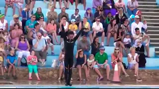 Дельфин шоу шарм-эль-шейх