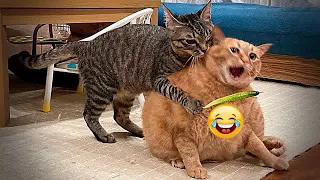 🤣🐱 Best Cats and Dogs Videos ❤️🤣 Funny Animal Moments 2024 #16