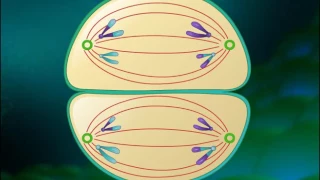 Unique Features of Meiosis [HD Animation]_HIGH.mp4