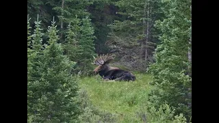Colorado Archery Moose Hunt