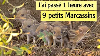 20. J'AI PASSE 1 HEURE AVEC 9 PETITS MARCASSINS !!!