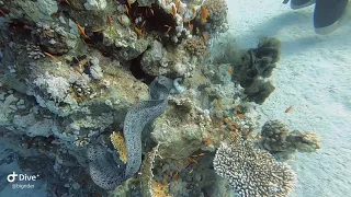 Атака мурены на осьминога. Moray attacks octopus.