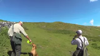 Rabbit Shooting with Cocker Spaniels and Labradors