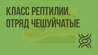 Класс Рептилии. Отряд Чешуйчатые. Видеоурок по биологии 7 класс