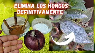 ELIMINA los HONGOS en las PLANTAS en MINUTOS y DEFINITIVAMENTE | Fungicida  CASERO