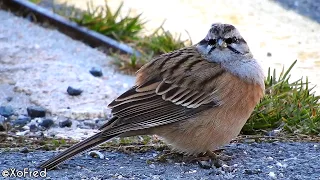 Rock Bunting Feeding in the Mountain