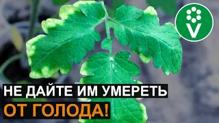 Вот почему ЖЕЛТЕЮТ И СОХНУТ КОНЧИКИ ЛИСТЬЕВ томатов и огурцов!