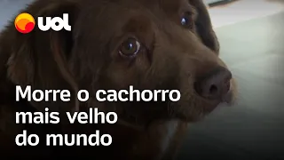 Cachorro mais velho do mundo morre em Portugal