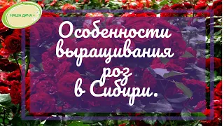 Особенности выращивания роз в Сибири. Укрытие на зиму, защита от болезней и вредителей. Гусар Любовь