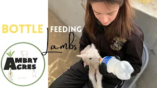 Bottle feeding lambs. Lambing Farm Vlog # 4