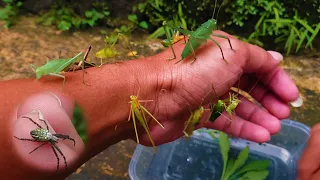 Catch and collect several types of grasshoppers and spiders