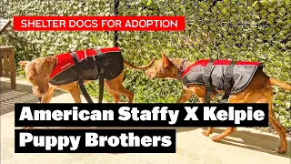 American Staffy X Kelpie Puppy Brothers | Day Out of the Shelter | ADOPT Tank and Chopper