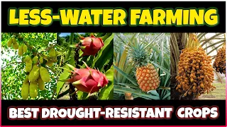 Drought-Resistant Agriculture Crops That Can Be Grown With Less Water