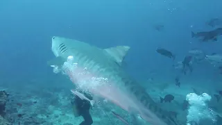 15 foot Tiger Shark right in front of me.