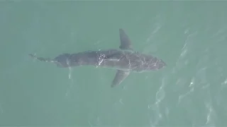 Great White Chasing a Drone