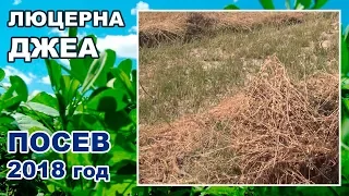 4-серия. Первая скошенная люцерна Джеа, посеянный в 2018 году (28-06-2018, 1-сезон)