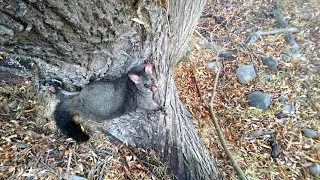 Possum Trapping