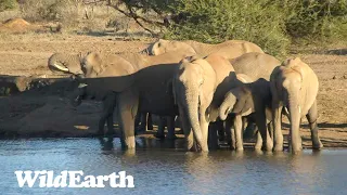 WildEarth - Sunset Safari -15 June 2023