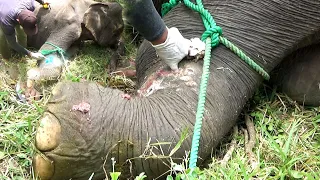 Elephant suffering from abscess forming injury in the leg received treatment by wildlife officials