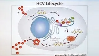 HIV Hepatitis C and Treatment