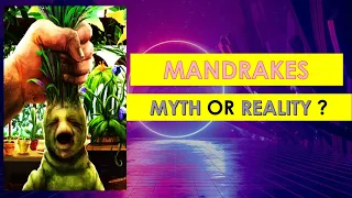 MANDRAKE : SCREAMING PLANTS - MYTH OR REALITY? 😲