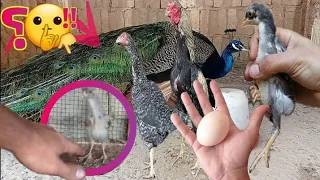 نهاية بيض الطاووس🤫/شاهد كتاكيت الدجاج الهندي المقاتل .. ؟