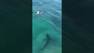 Surfers have no idea a Great White Shark is below them