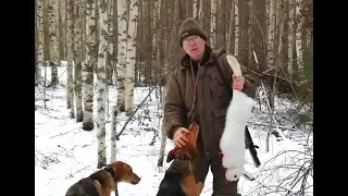 Охота на зайца по первому снегу. Ю-Говоруша и Свирель вл. Шатров В.А.