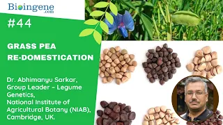 Grass pea (Lathyrus sativus): Re-domesticating by Dr. Abhimanyu Sarkar, NIAB, Cambridge, UK