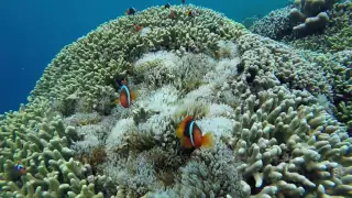 Pulau Bunaken - Snorkeling (InAsiaToLive)