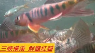 2019 6 28  三峽橫溪  大石斑 紅貓 吳郭魚