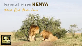 Two black rock male lions Olobor and Oloshipa in Maasai Mara – (4K HD quality)