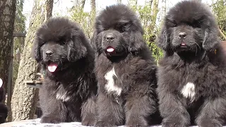 Funny and Cute Newfoundland Dog Puppies