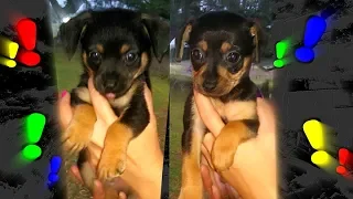 Puppies hide under couch from accidental jumpscare