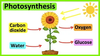 Photosynthesis 🌷 | What is photosynthesis? | Step-by-step process