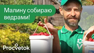 ПЕРВАЯ ВЕСЕННЯЯ ПОДКОРМКА И ОБРАБОТКА МАЛИНЫ, от которой зависит урожай