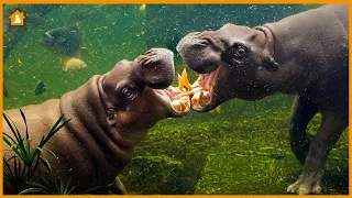 Top 10 Most Aggressive Animals in the World Reaction - You Won't Believe #7! | Pets Guideline