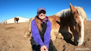 Rescued Belgian Draft horses enjoying retirement - Last update video of 2023 Ep. 81