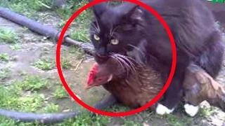 Funny Videos Of Funny Cats Compilation 2017 -  Part 7