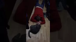 Пьяный муж пришёл домой (хозяин и кот)