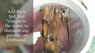 How To Prepare DriftWood For Your Aquarium