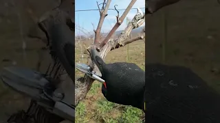 Genç Çiftçi 👨‍🌾 Bağ Budama (Narince Üzümü Tokat /Üzümören)21.02.2022