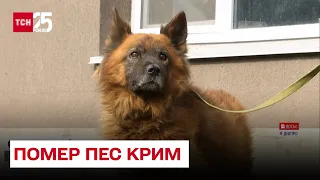 😥💔 Не пережив розлуки: помер пес Крим, який втратив родину через ракетний удар