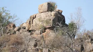 Lions hunt a Baboon - in Balule Nature Reserve