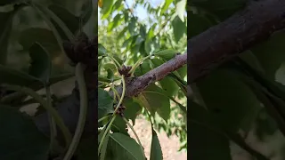 Sistema de Conducción y estructura de fructificación en cerezos